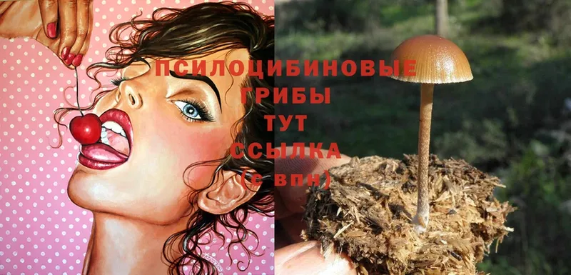 закладки  ОМГ ОМГ как войти  Галлюциногенные грибы Psilocybine cubensis  Безенчук 